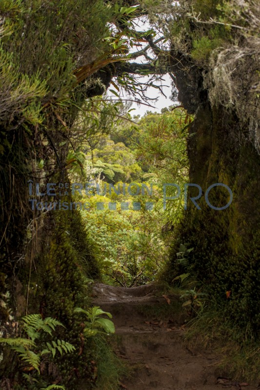 vegetation52_foret_de_la_roche_ecrite | Site d'information touristique de La Réunion